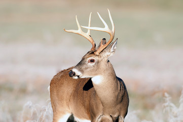 Whitetail deer and frost