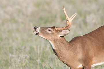 whitetailed buck lip curl