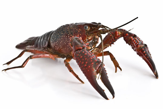 Cangrejo vivo.