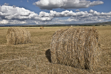 Fototapeta premium Agricultura.
