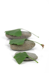 stone with leaf