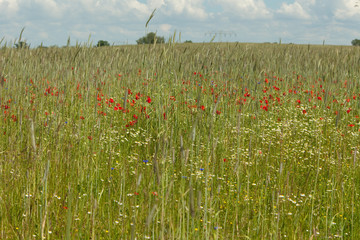 Mohn im Kornfeld