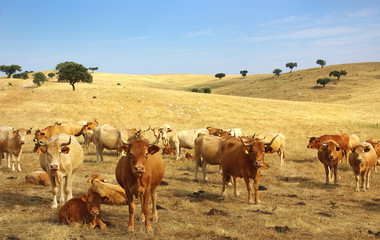 Fototapeta na wymiar Cows in alentejo field.