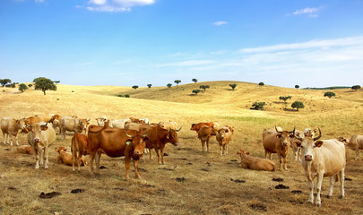 Fototapeta na wymiar Cows in field.