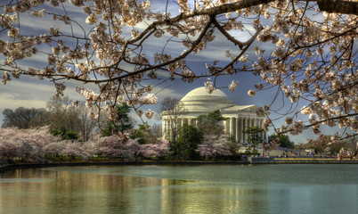 Jefferson Memorial during Cherry Blossom Festival