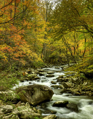Tremont stream in fall