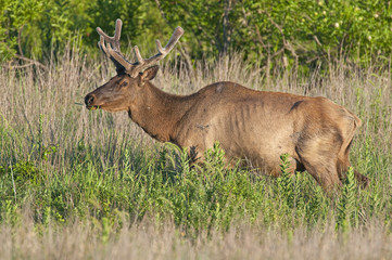 Bull Elk in velvet 4