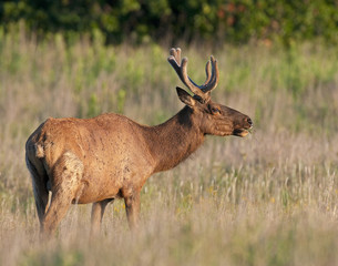Bull Elk in velvet