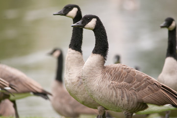 Canada Geese