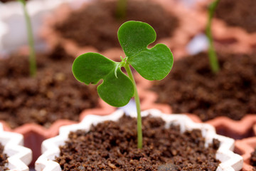 Baby plant-New life
