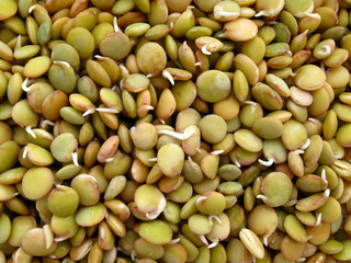 Close up of germinated lentils