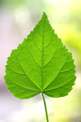 Green leaf
