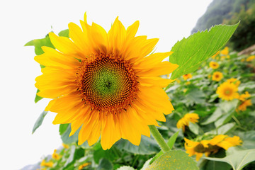 the closeup of Beautiful yellow Sunflower petals