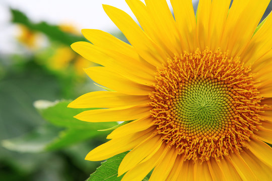 the closeup of Beautiful yellow Sunflower petals