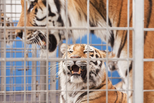 Tiger in Gefangenschaft