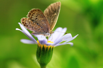 yellow butterfly on flower isolated on green background