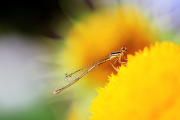 close-up shot of a  damselfly on yellow Chrysanthemum flower
