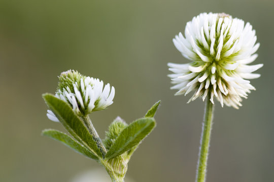 Berg-Klee - Trifolium montanum