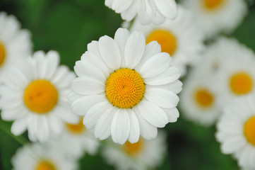 Daisy flowers
