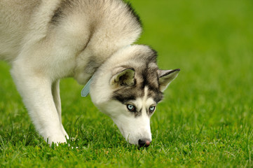 Siberian Husky