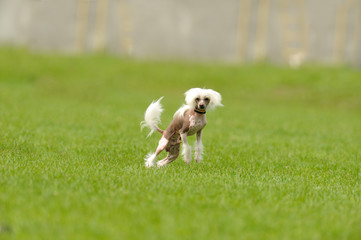 Fototapeta premium Chinese Crested Dog