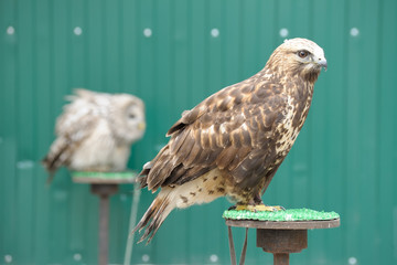 Golden eagle