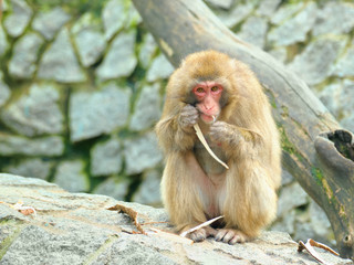 Lonely monkey eats piece of bark