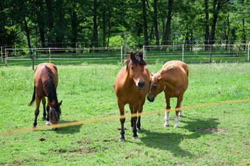 Fototapeta premium Horses