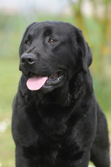 LABRADOR