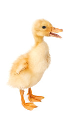 duck