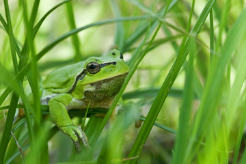frog