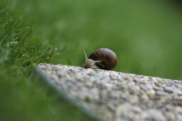 snail 1