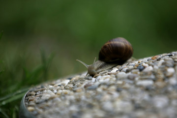 snail