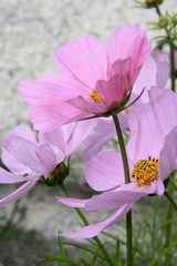 Obraz premium profil floral