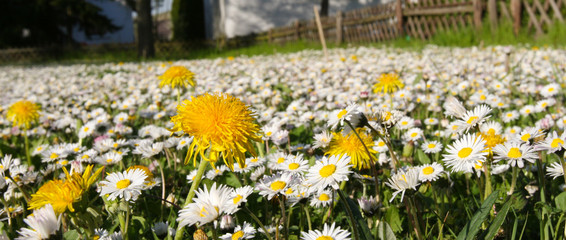 Gänseblümchen © motorraddirk