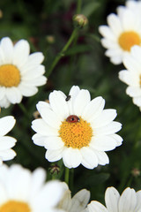 Obraz premium coccinelle des pâquerettes