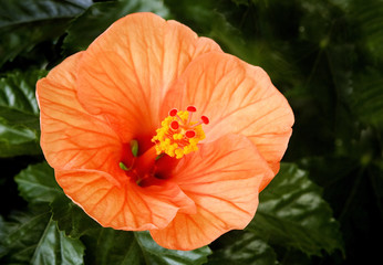 Hibiskus, Hibiscus syriacus