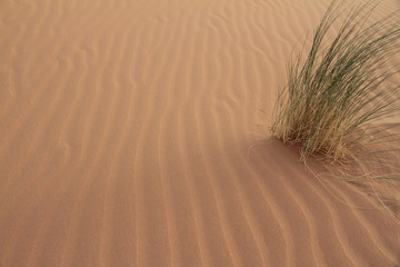 Grasbüschel im Wüstensand des Erg Chebbi, Sahara - Marokko
