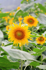 the closeup of Beautiful yellow Sunflower petals