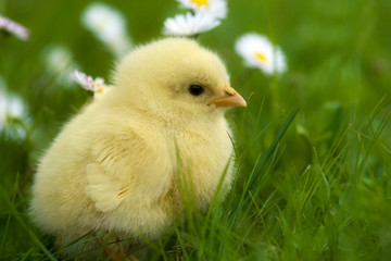 Hühnerküken