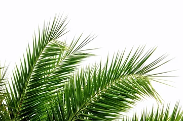 Rolgordijnen Palmenblätter im Wind © svort