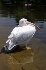 Pelican at St. James's Park. London
