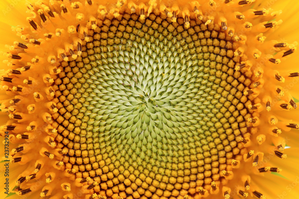 Wall mural the closeup of Beautiful yellow Sunflower petals