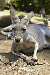 Gentle kangaroo lying on the ground