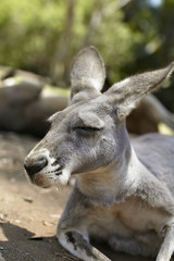 Kangaroo resting