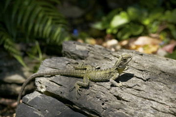 Lizard sunbathing on the log in the wilderness