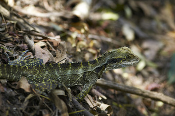 Small lizard on the leafy ground in the forest
