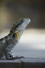Portrait of the monitor lizard