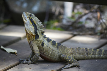 Big wild lizard with spikes in the shadow