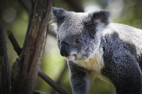 Koala climbing on a tree branches